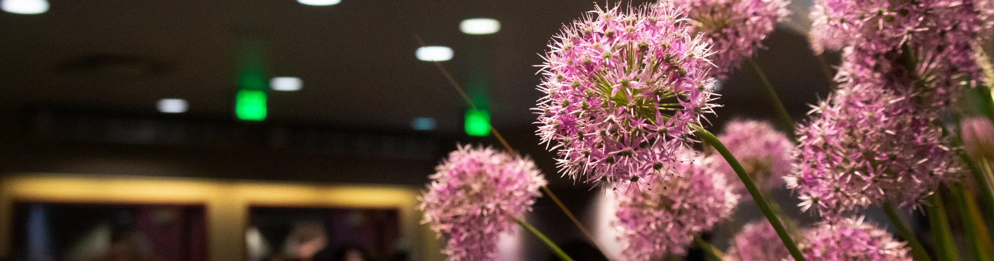 Close up of allium flowers.