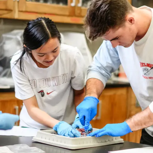three college students working on a disection