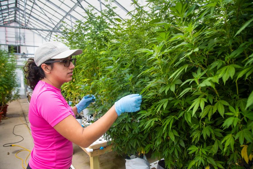 Student inspecting hemp buds for research.