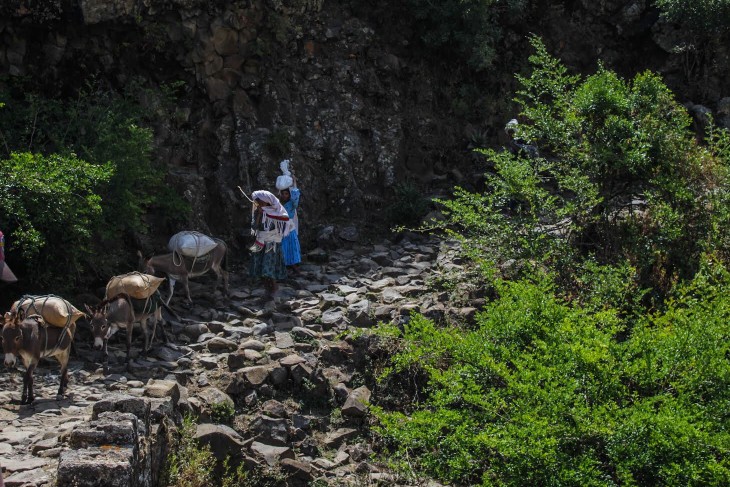 A train of donkeys scales a steep hillside