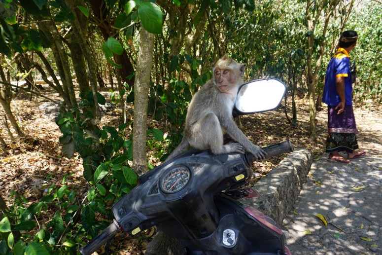 A monkey sits on motorcycle handlebars