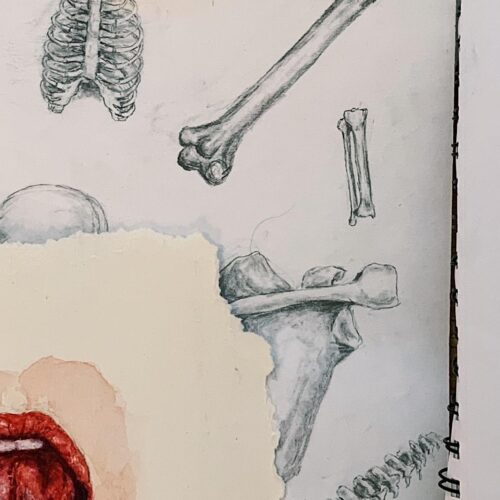 A sketchbook containing a labeled drawing of a skull next to sketches of a skull and other bones