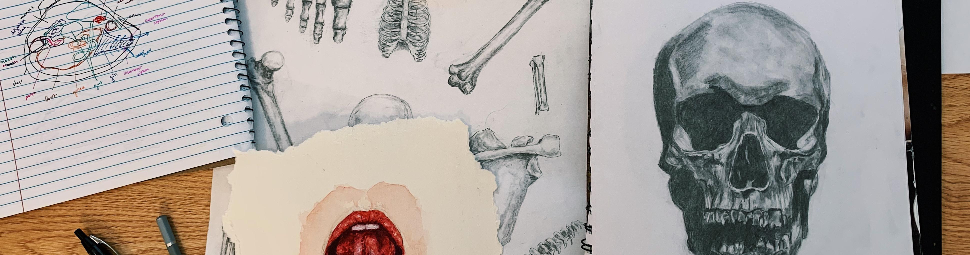 A sketchbook containing a labeled drawing of a skull next to sketches of a skull and other bones
