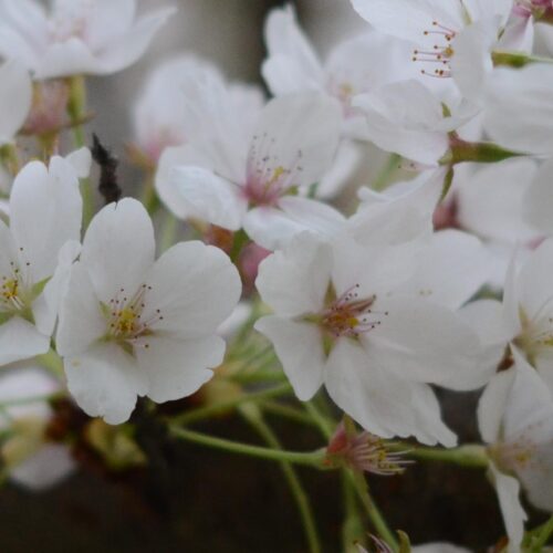 Close up of cherry blossoms.