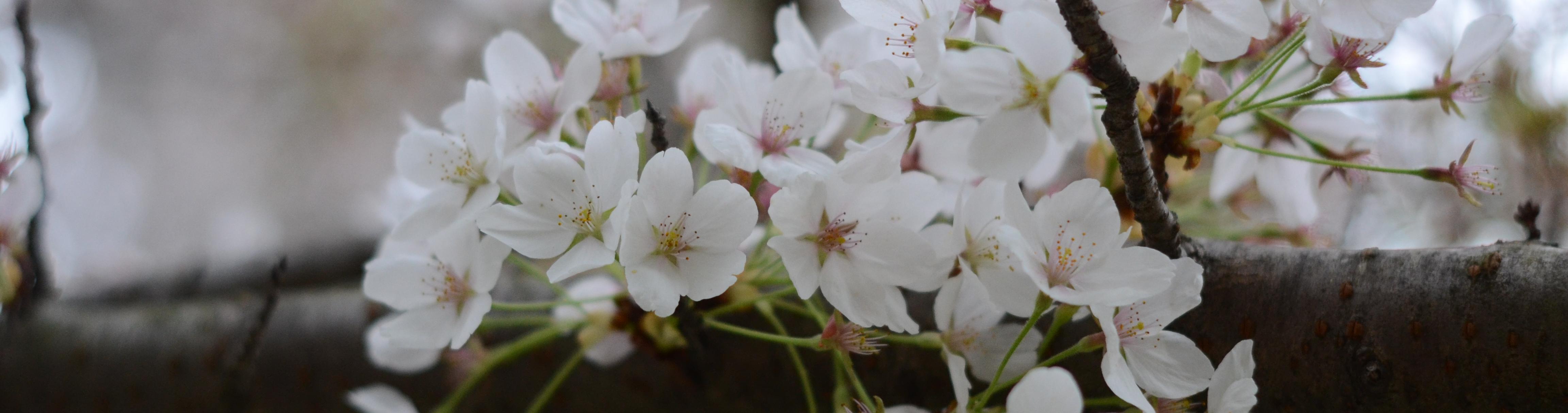 Close up of cherry blossoms.