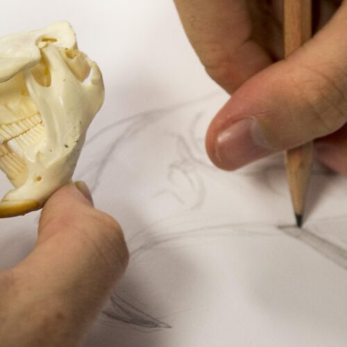 Hands hold a small mammal skull and sketch on a large pad