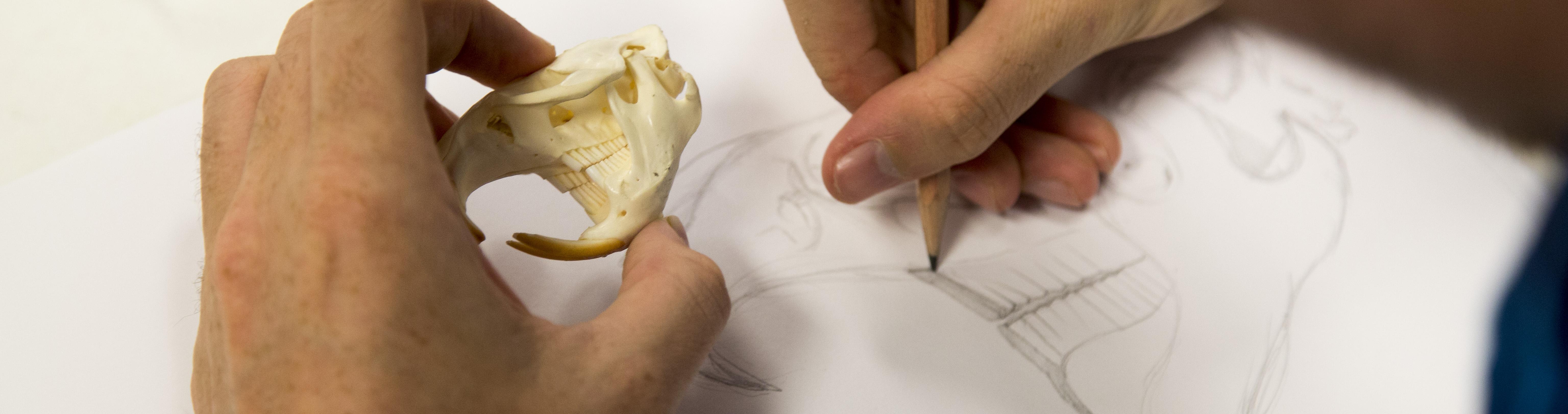 Hands hold a small mammal skull and sketch on a large pad