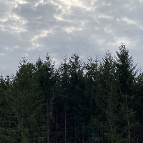 Landscape of trees with a cloudy sky.