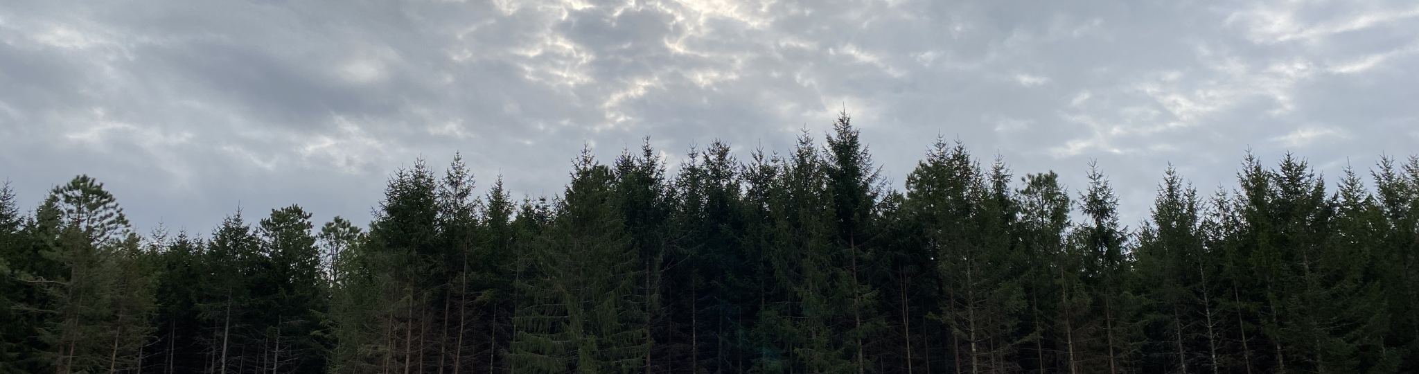 Landscape of trees with a cloudy sky.