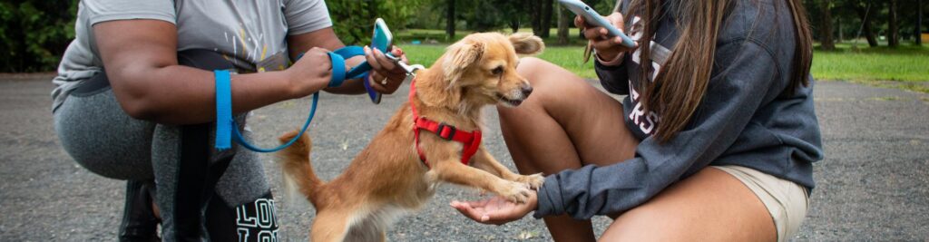 A dog with its paws in the hands of a person