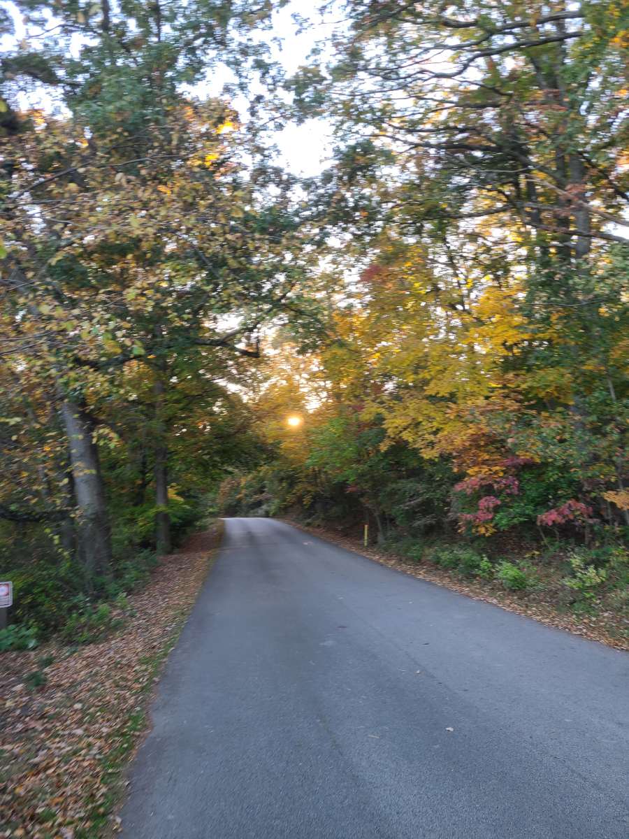 A path through the woods.