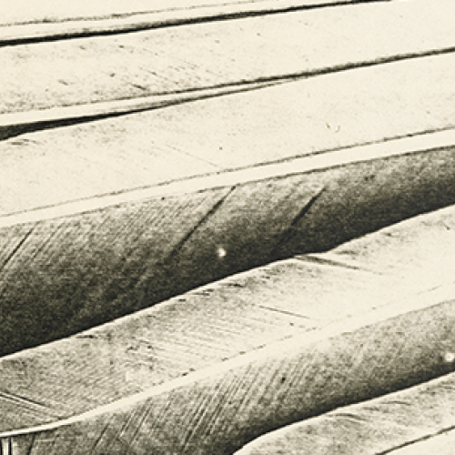 An illustration in black and white showing feather-like objects