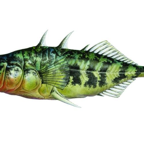 Scientific colored illustration of a green fish.