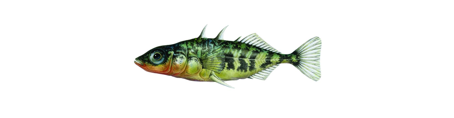 Scientific colored illustration of a green fish.