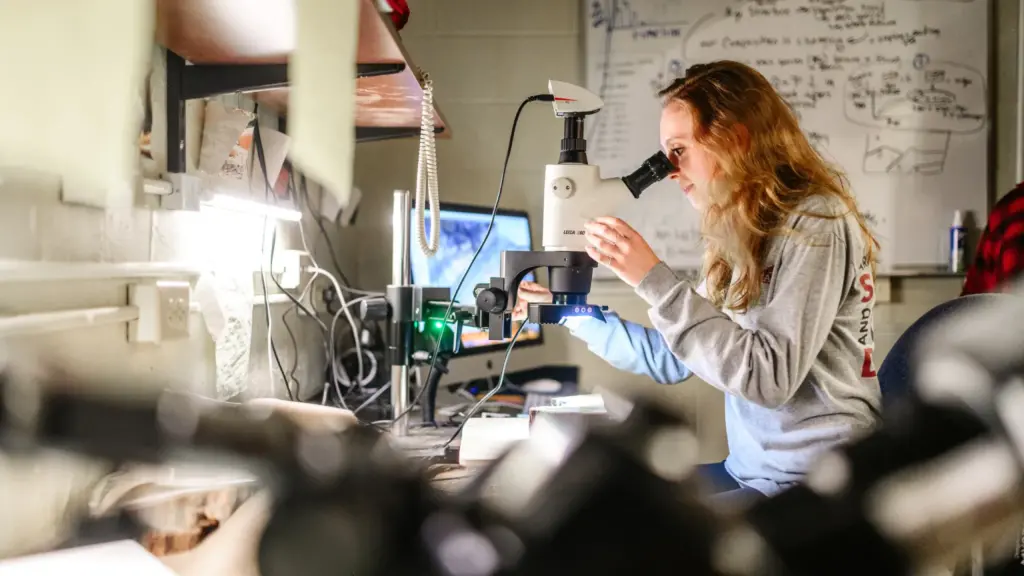 A student looks at a tree ring through a microscope.