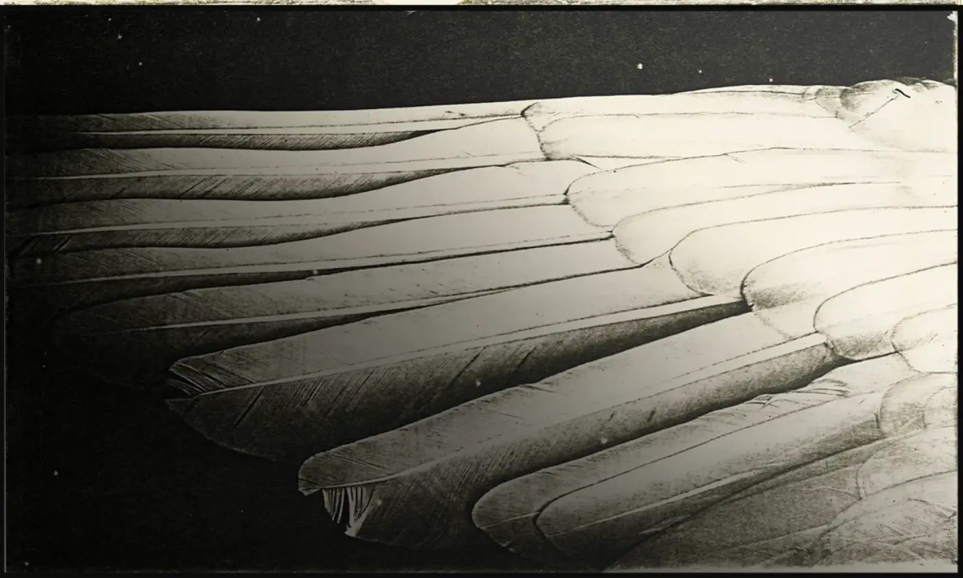 Art image of a wing by Pati Hill: Pioneer, A Groundbreaking Collection