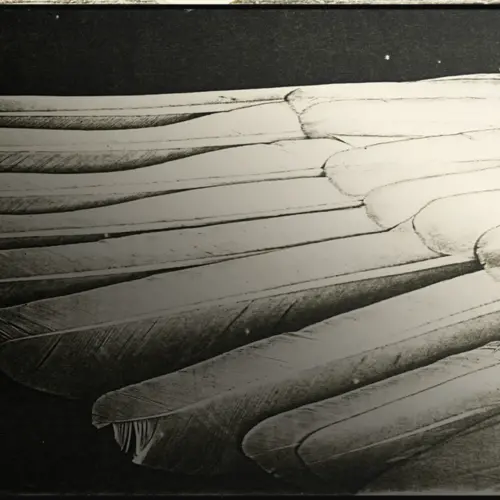Art image of a wing by Pati Hill: Pioneer, A Groundbreaking Collection