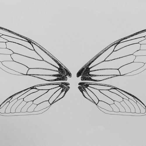 An outline of butterfly-like wings