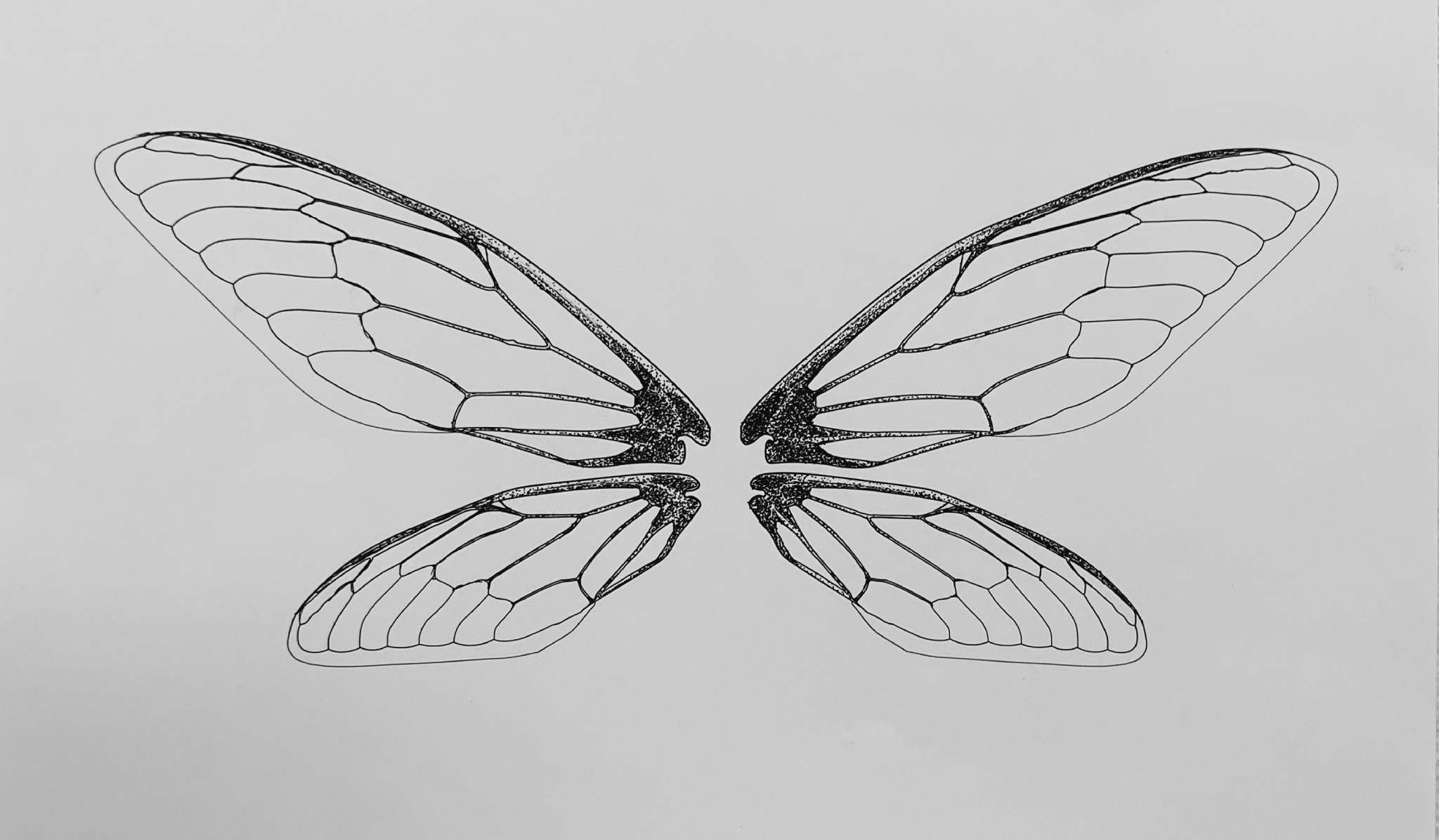 An outline of butterfly-like wings