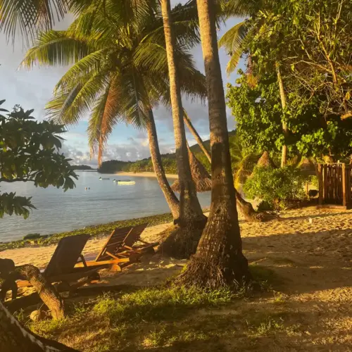 A picture of palm trees on a beach in Fiji during Golden Hour