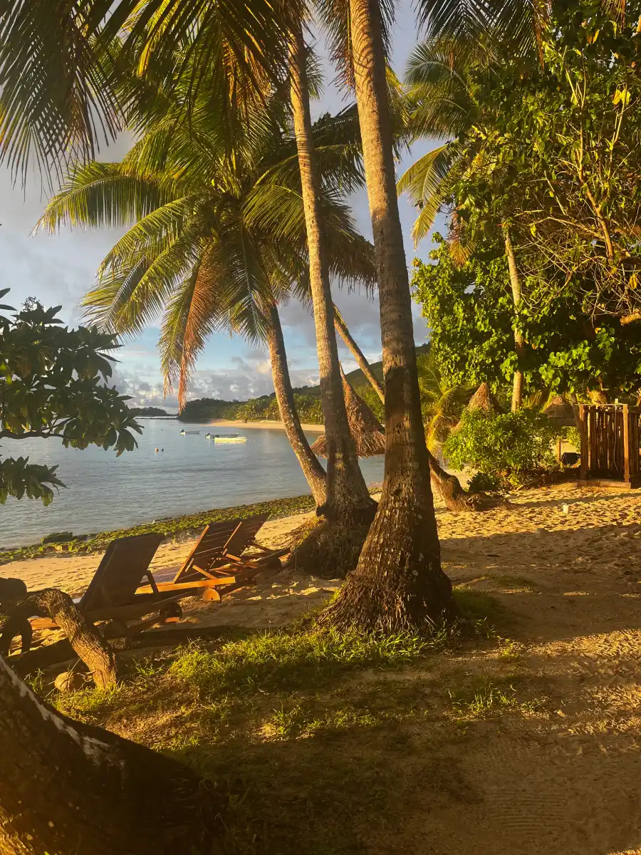 A picture of palm trees on a beach in Fiji during Golden Hour