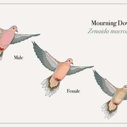 Micah's illustrations of Mourning Doves.