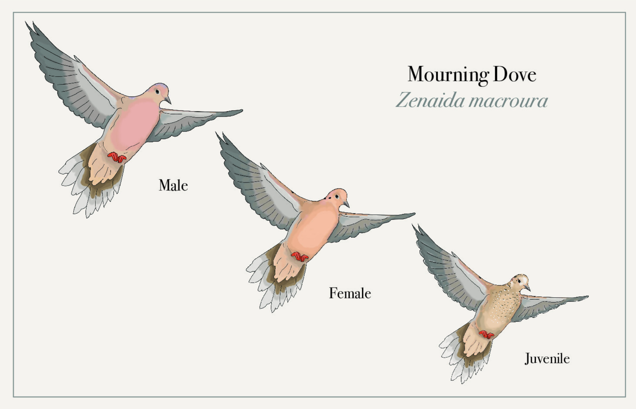 Micah's illustrations of Mourning Doves.