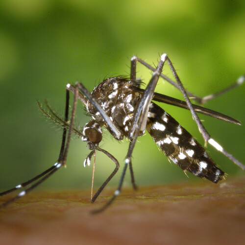 The Asian Tiger Mosquito, a type of invasive Aedes mosquito examined in Binckley's research.