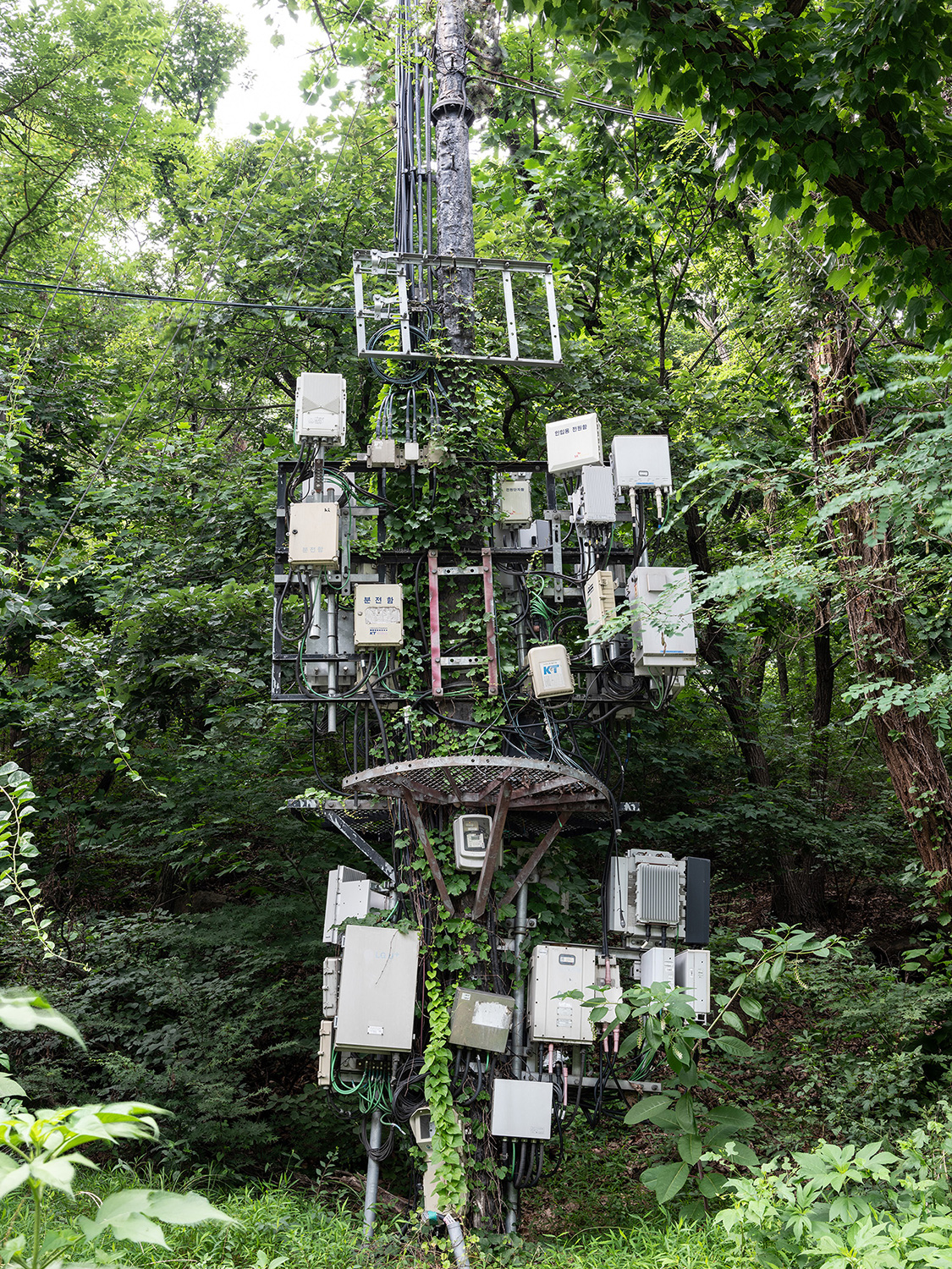 June Lee's photograph that was selected for Laudato Si’: Caring for Our Common Home.