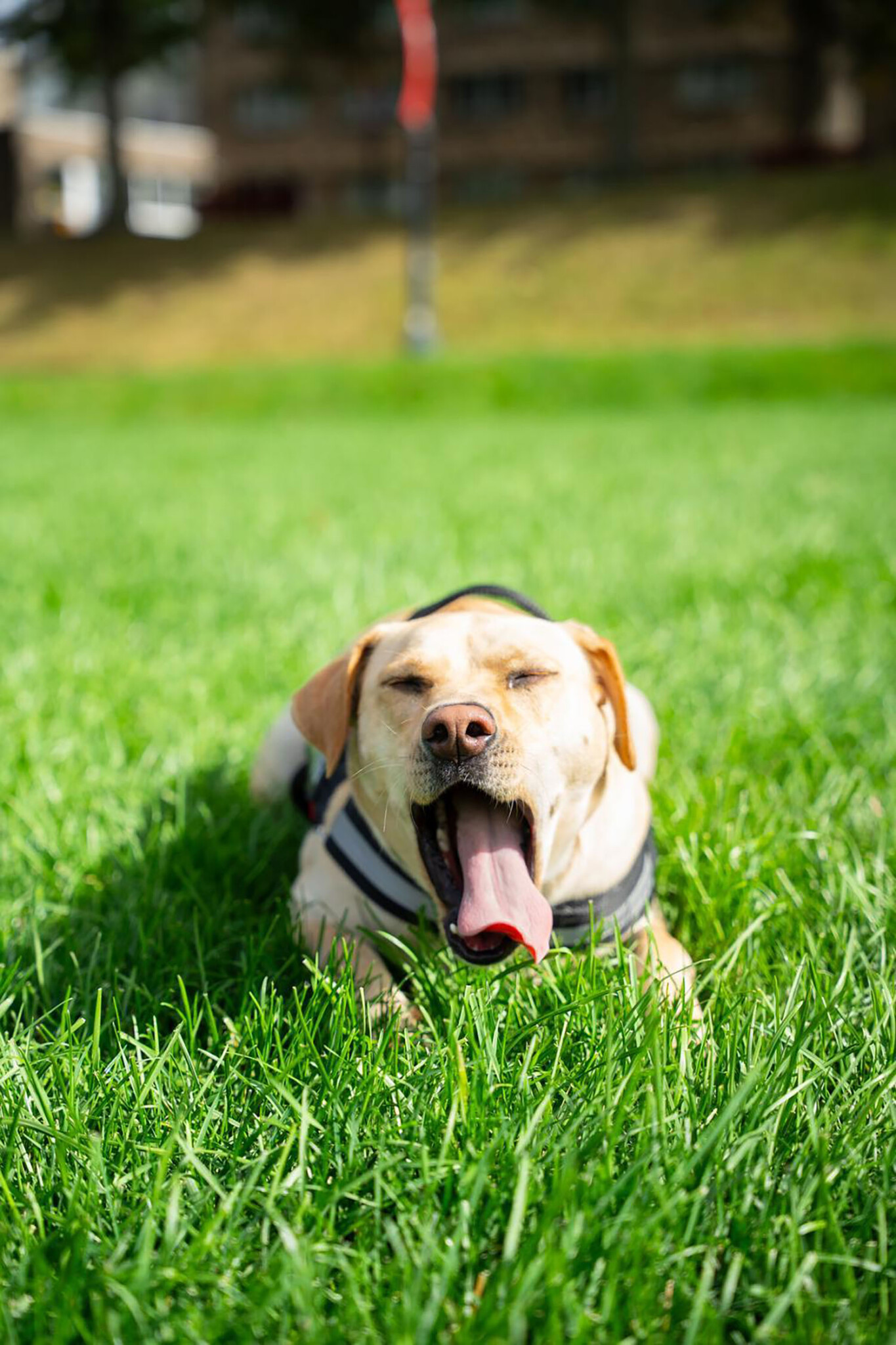 Ranger yawning on Haber Green.
