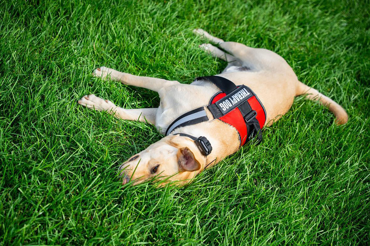 Ranger falling asleep on Haber Green.