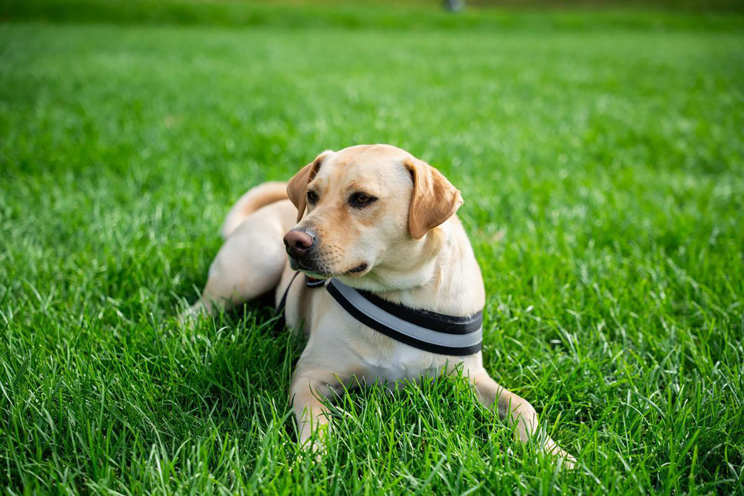 Ranger laying on Haber Green.