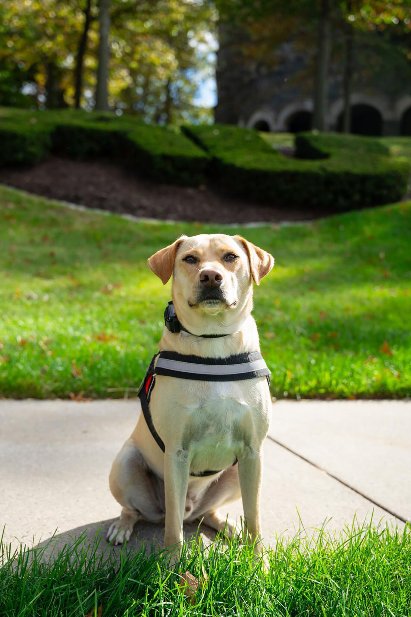Ranger in front of the AU Hedge on campus.