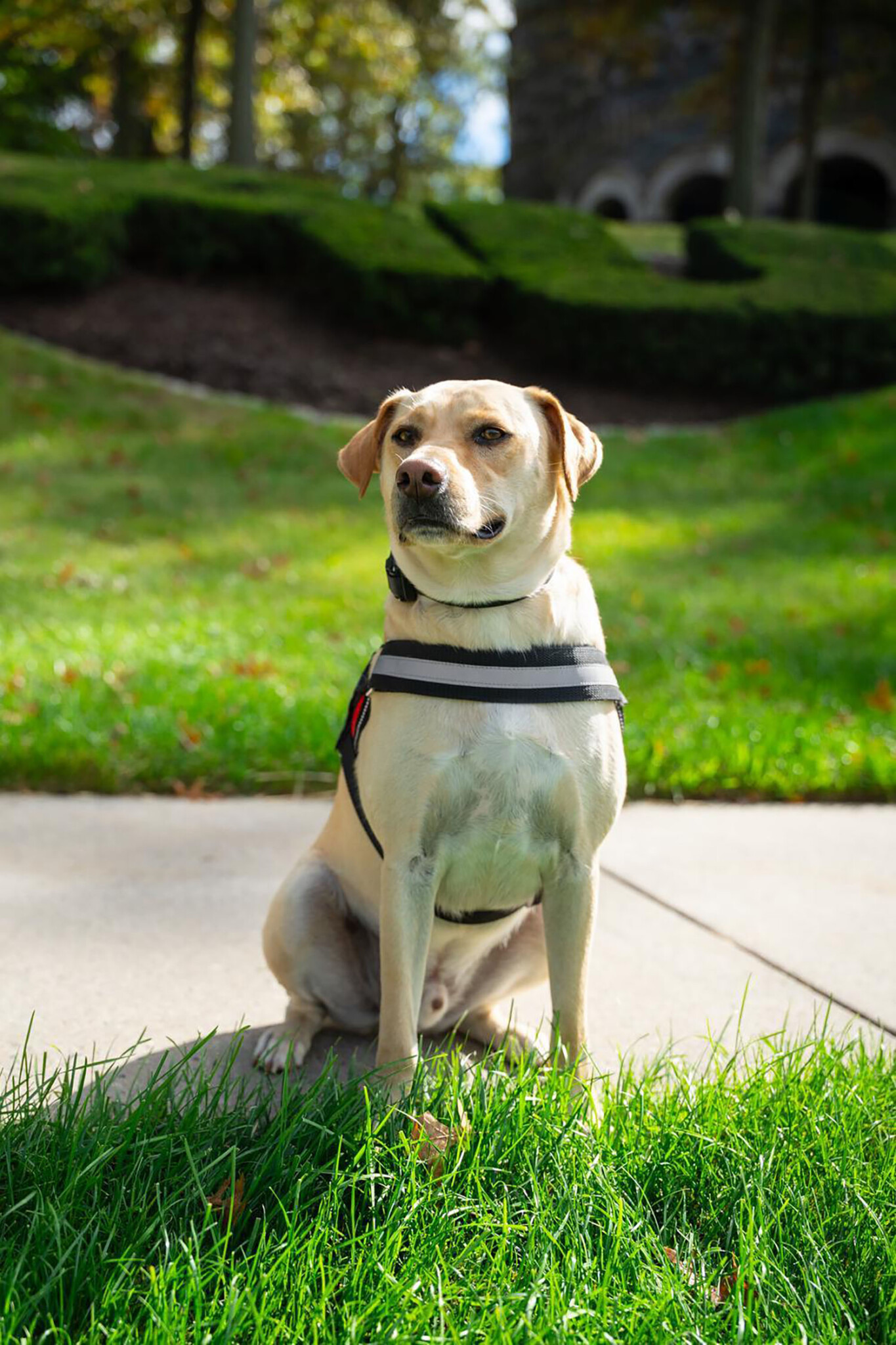 Ranger in front of the AU Hedge on campus.