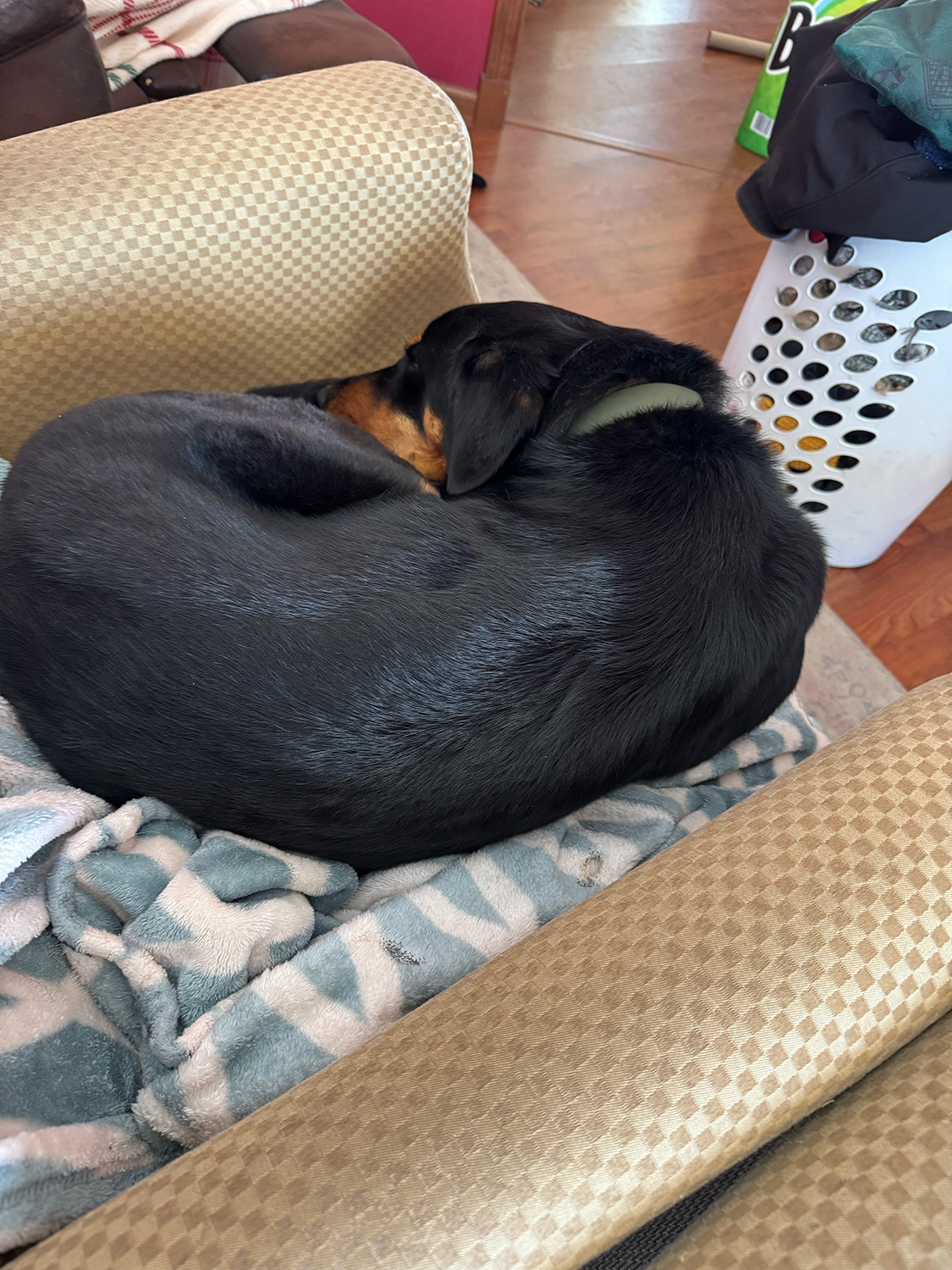 Daphne Ellenson's dog.