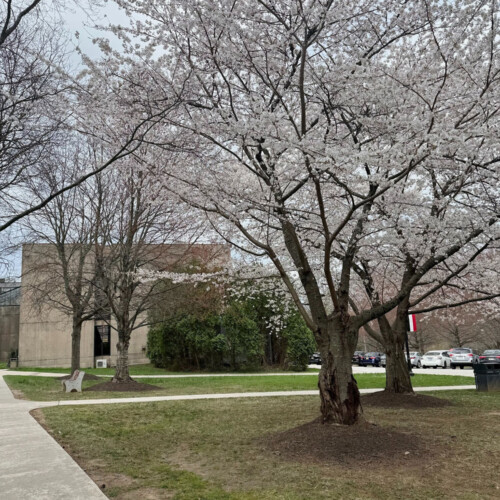 Budding trees next to Boyer and Taylor Hall.