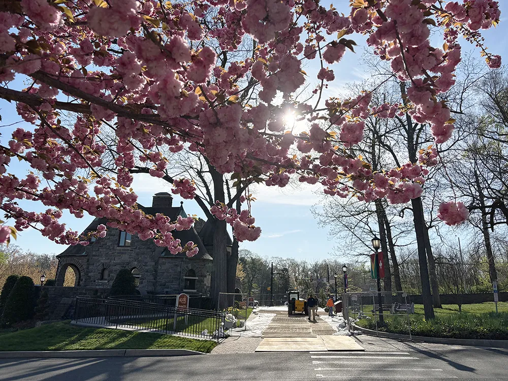 Sunlight filters through a pink blossoming tree as construction begins on the Rosemary D. Blankley ’57 Gatehouse Arch and Walkway near the Alumni House.