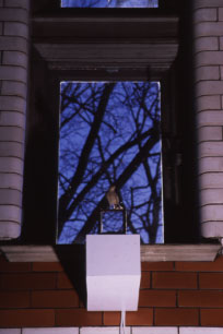 Photo of a bird in a window with blue sky in the background