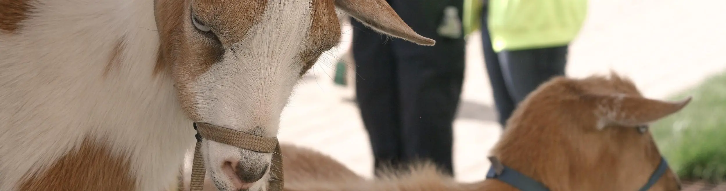 Up close portrait of a goat with a goat in background