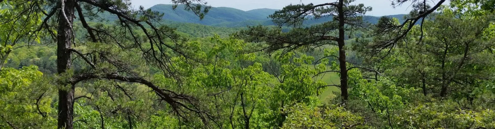 Landscape of through trees with mountains in the background.