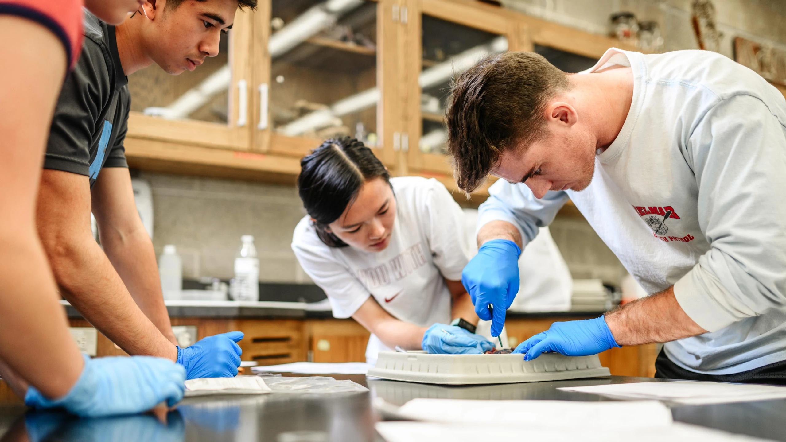 Biology students work on a dissection in the lab.