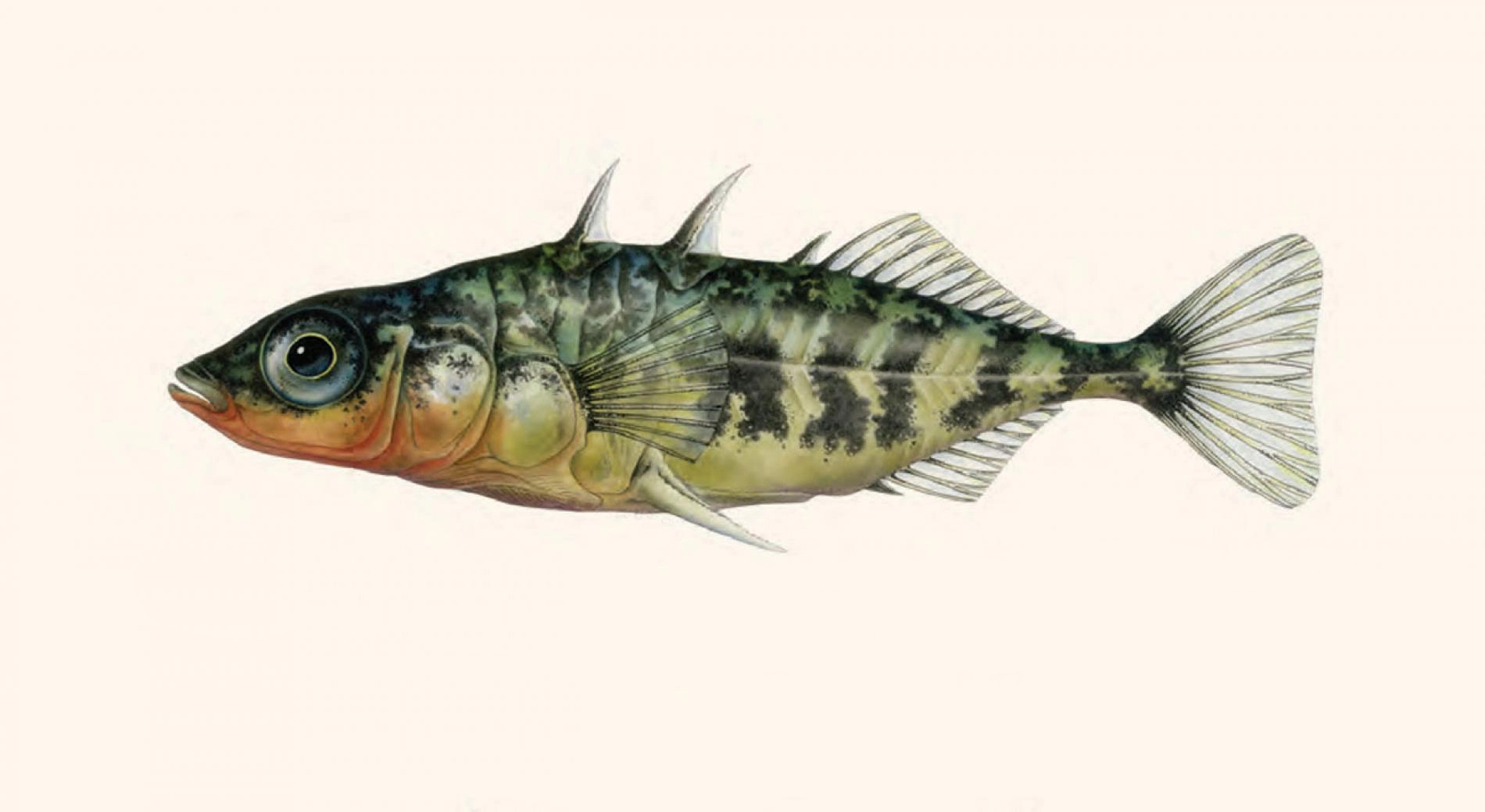 A walleye fish represents Arcadia's Scientific Illustration major, a blend of art and science