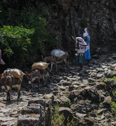 A train of donkeys scales a steep hillside