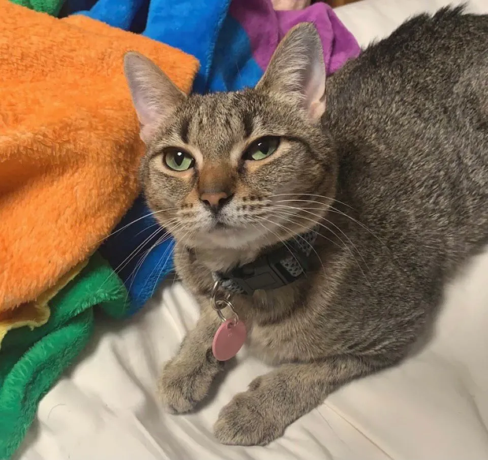 A brown cat sits on a bed, looking at the camera