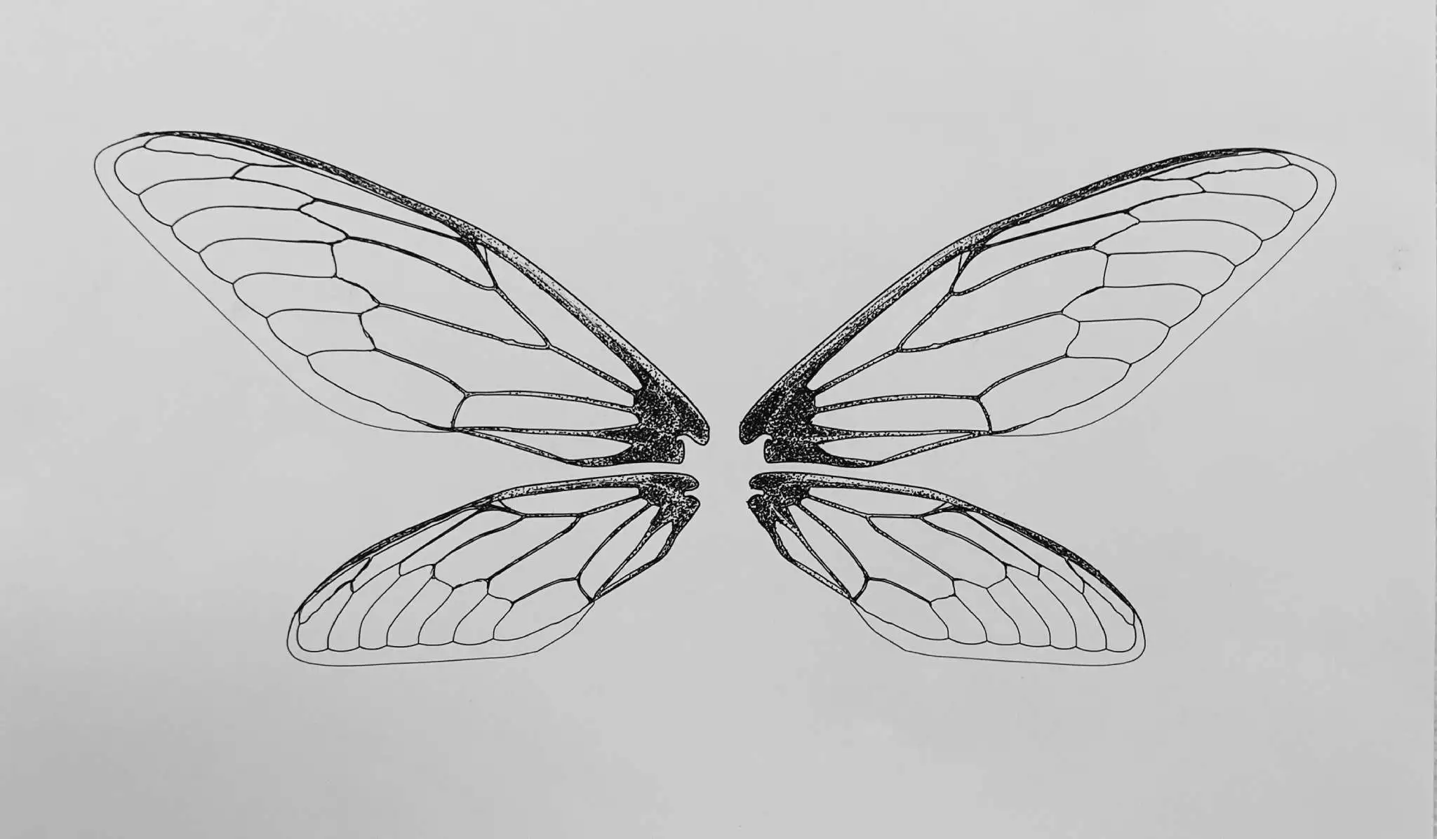 An outline of butterfly-like wings