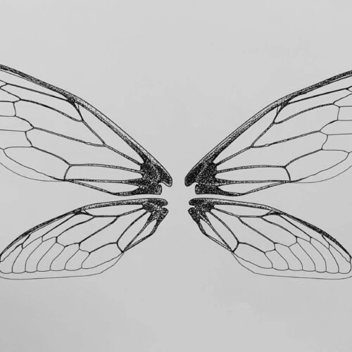 An outline of butterfly-like wings