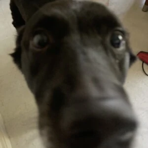 A close-up of a black dog