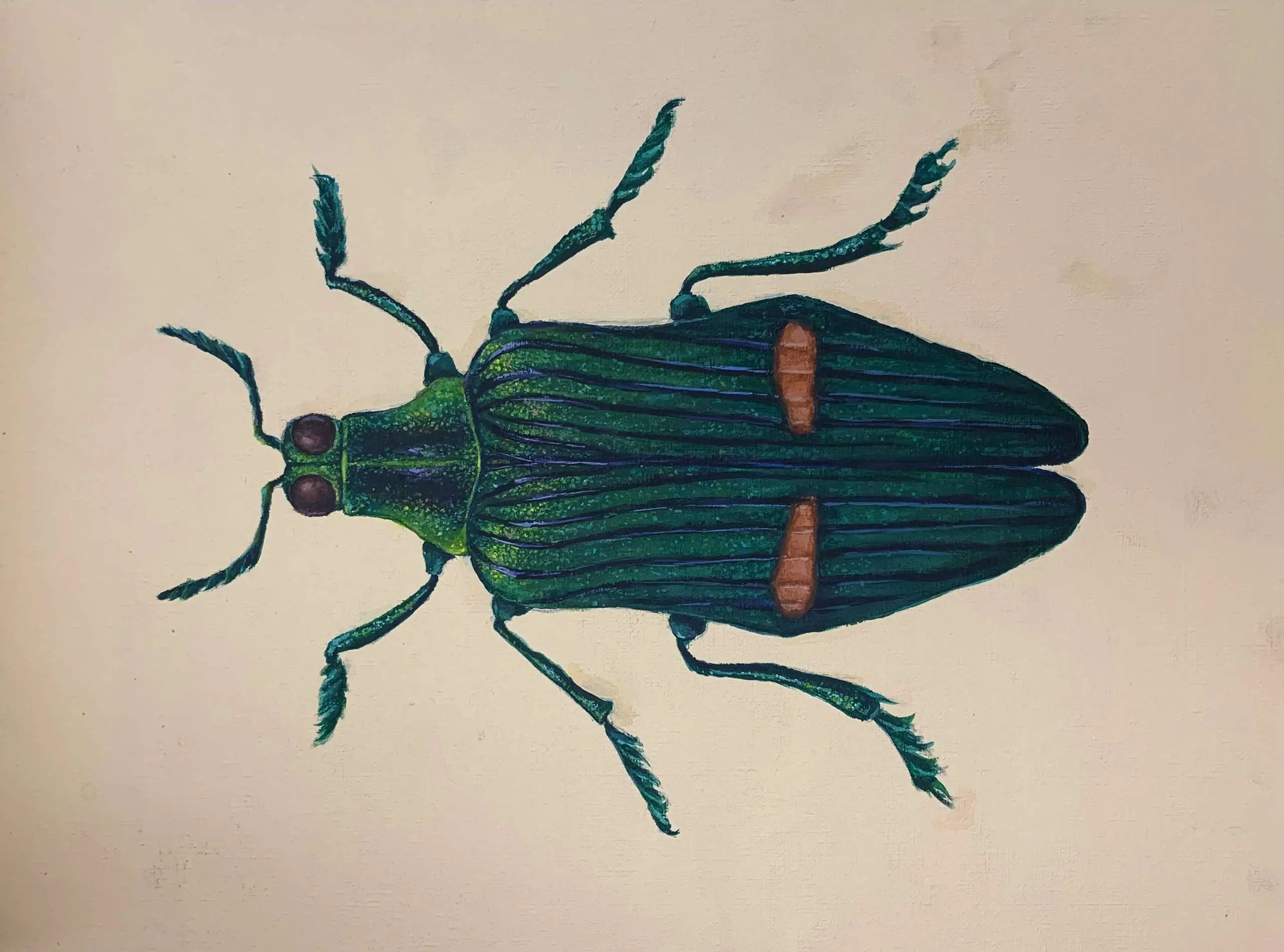 An illustration of a beetle