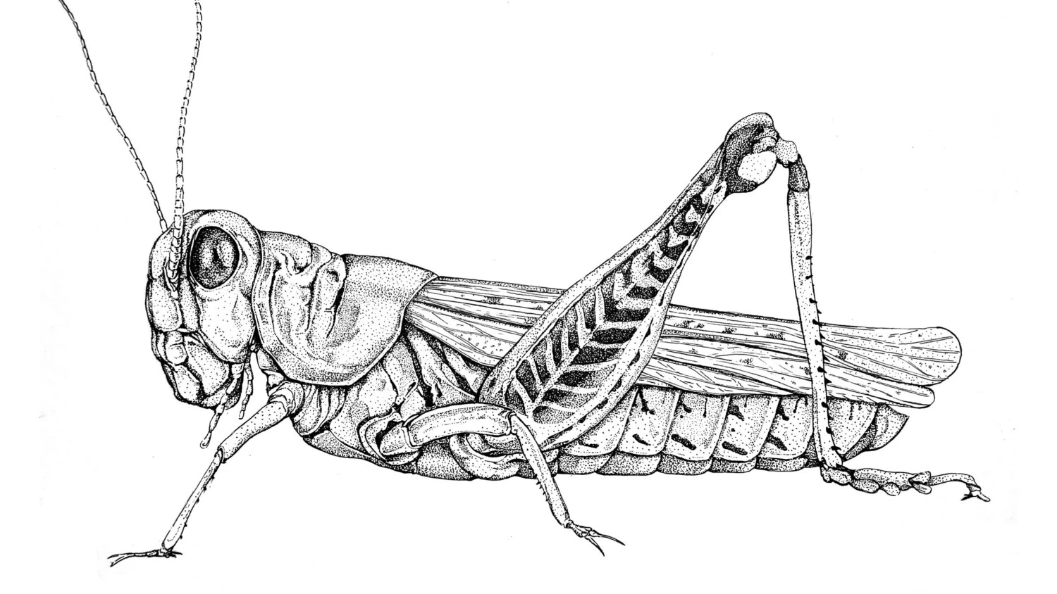 A grasshopper illustration