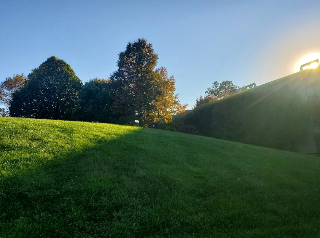 A lawn on a sunny day.